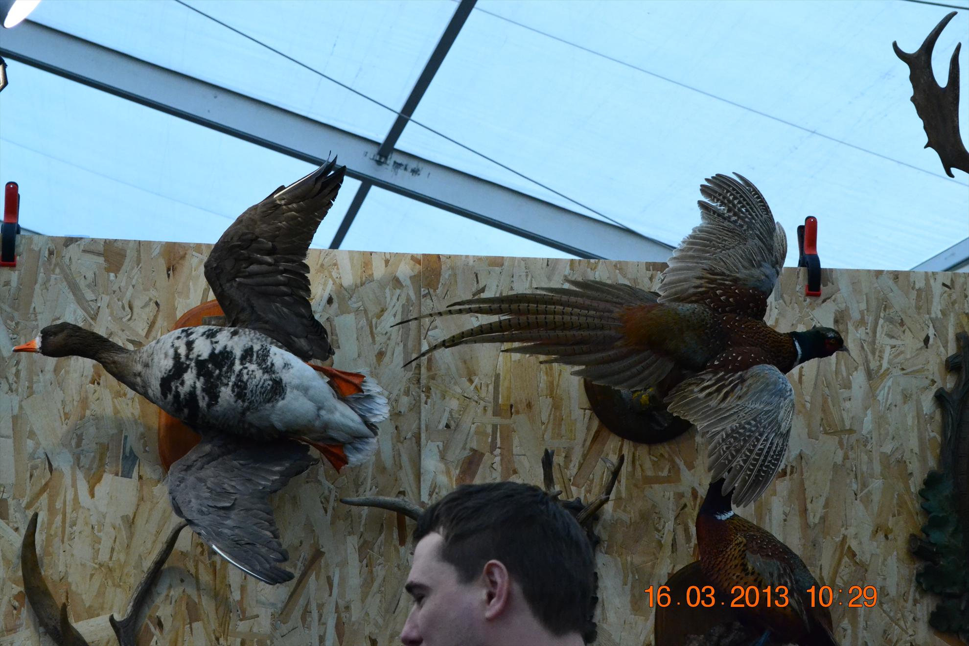 Expo-Aventuri 2013 - dsc2561.JPG